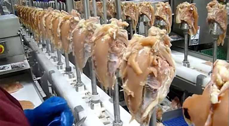 Cone Deboning Line