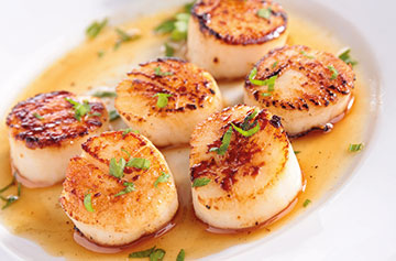 Scallops