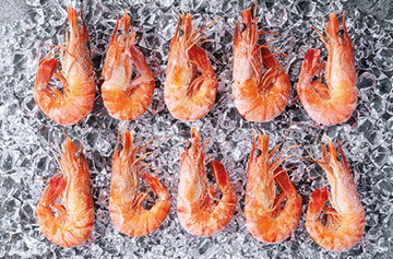 Shrimp FREEZING2