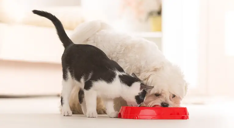 Pet Food
