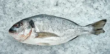 small dorado on ice